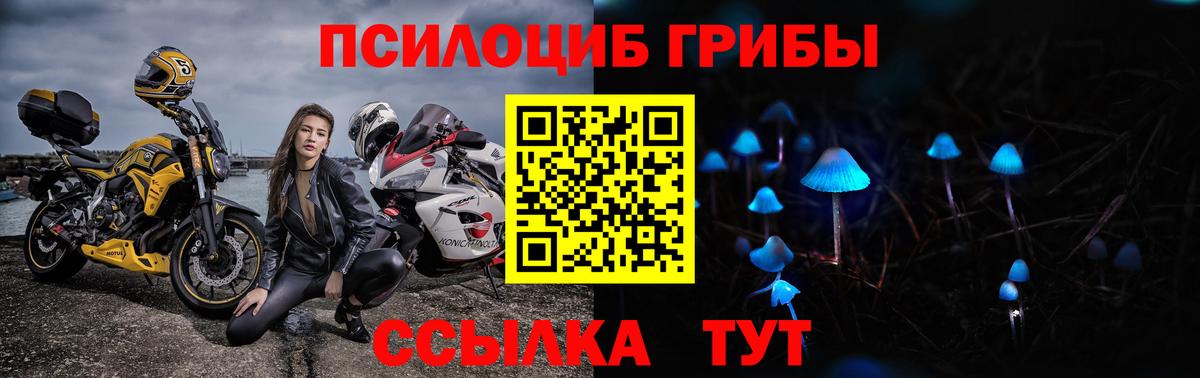 Псилоцибиновые грибы Psilocybine cubensis Мурманск